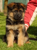 /album/fotogaleria1/stence-25-04-2016-035-jpg/